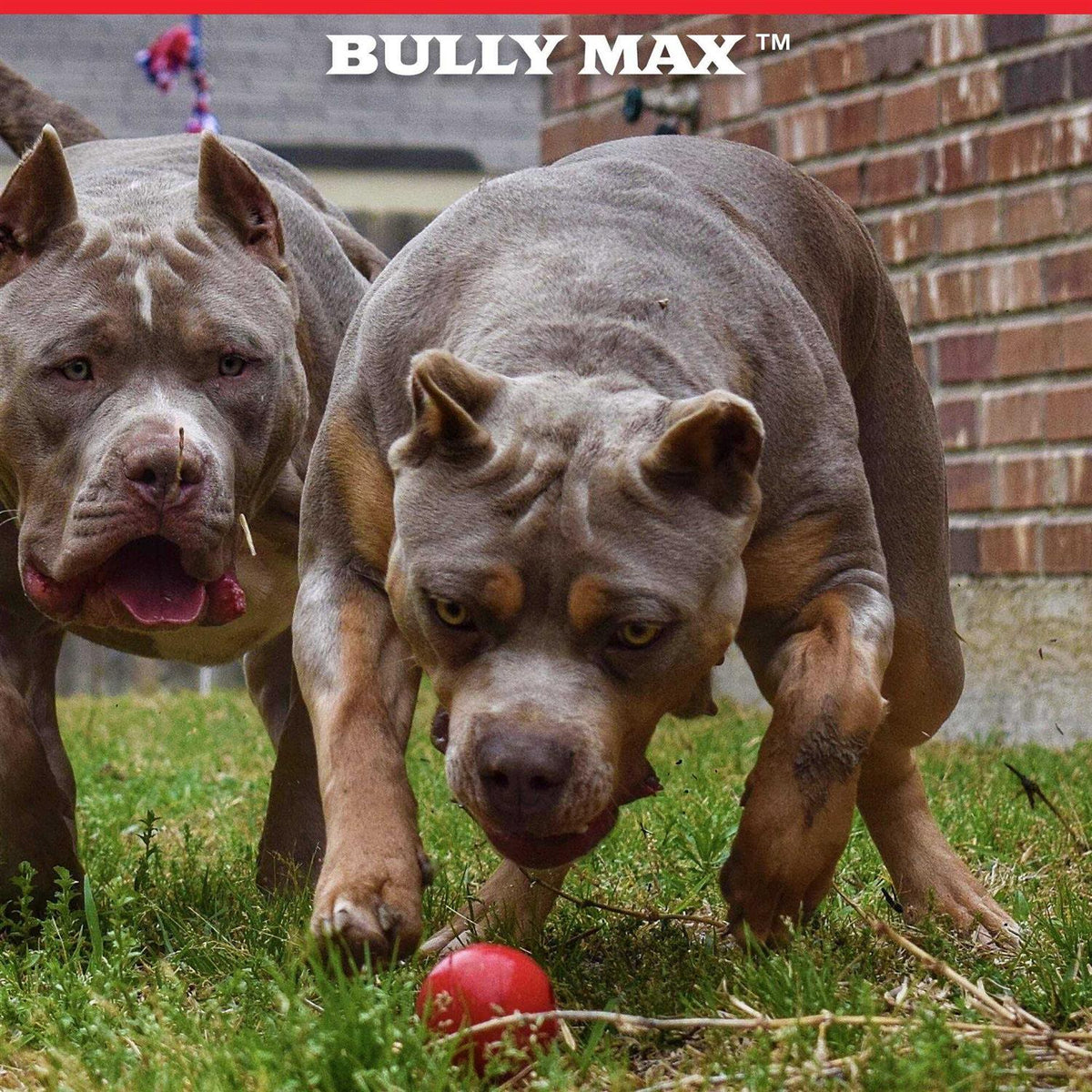 Dog Ball Toy for Aggressive Chewers K9214