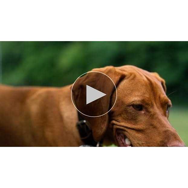 Leather Dog Leash P780