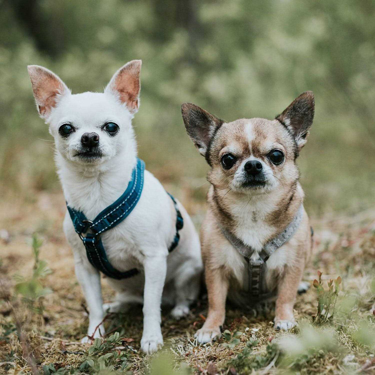 Padded Dog Y Harness Q201