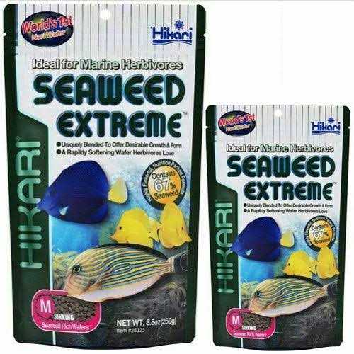 Seaweed T4613