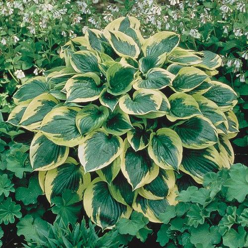 10-Pack Dormant Bare Root Hosta N9896