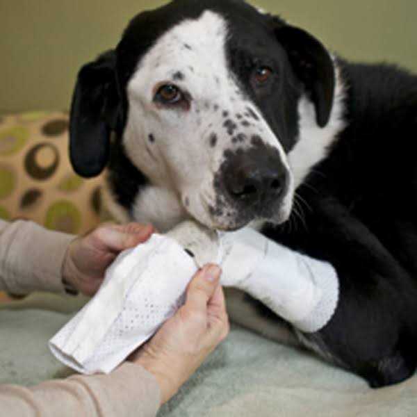 Protective Covers for Pets M477
