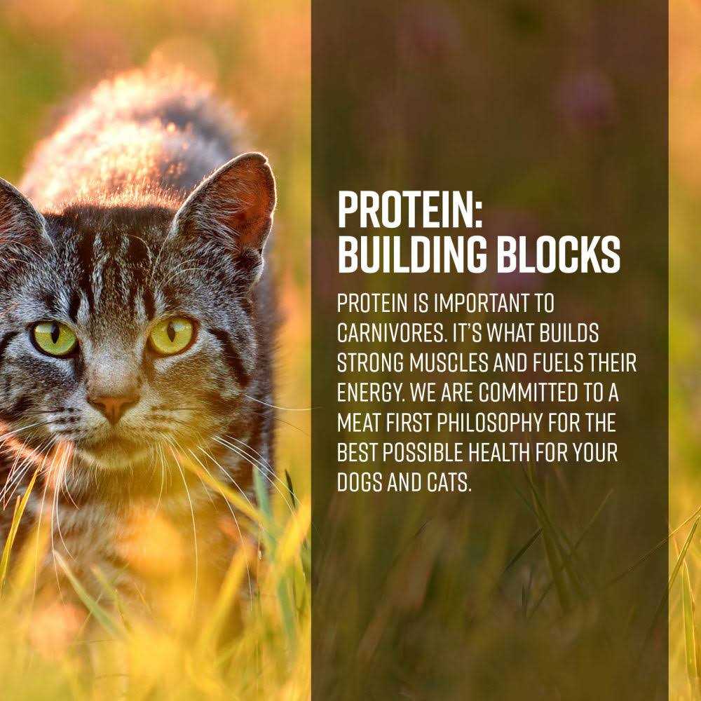 Gamefowl Recipe Cat Dry Food X569881